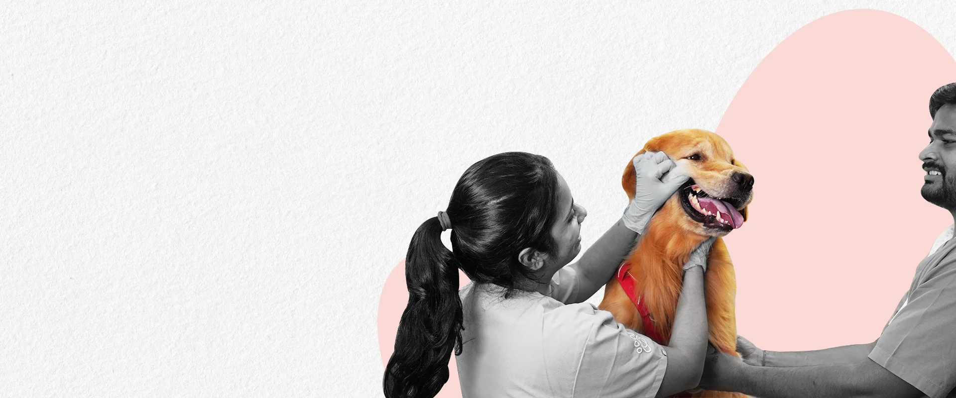 One destination for your pet's health.