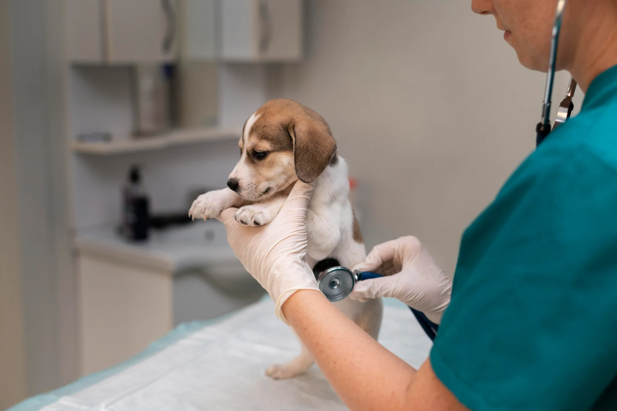 Pre-Monsoon Pet Prep: The Complete Checklist to Protect You