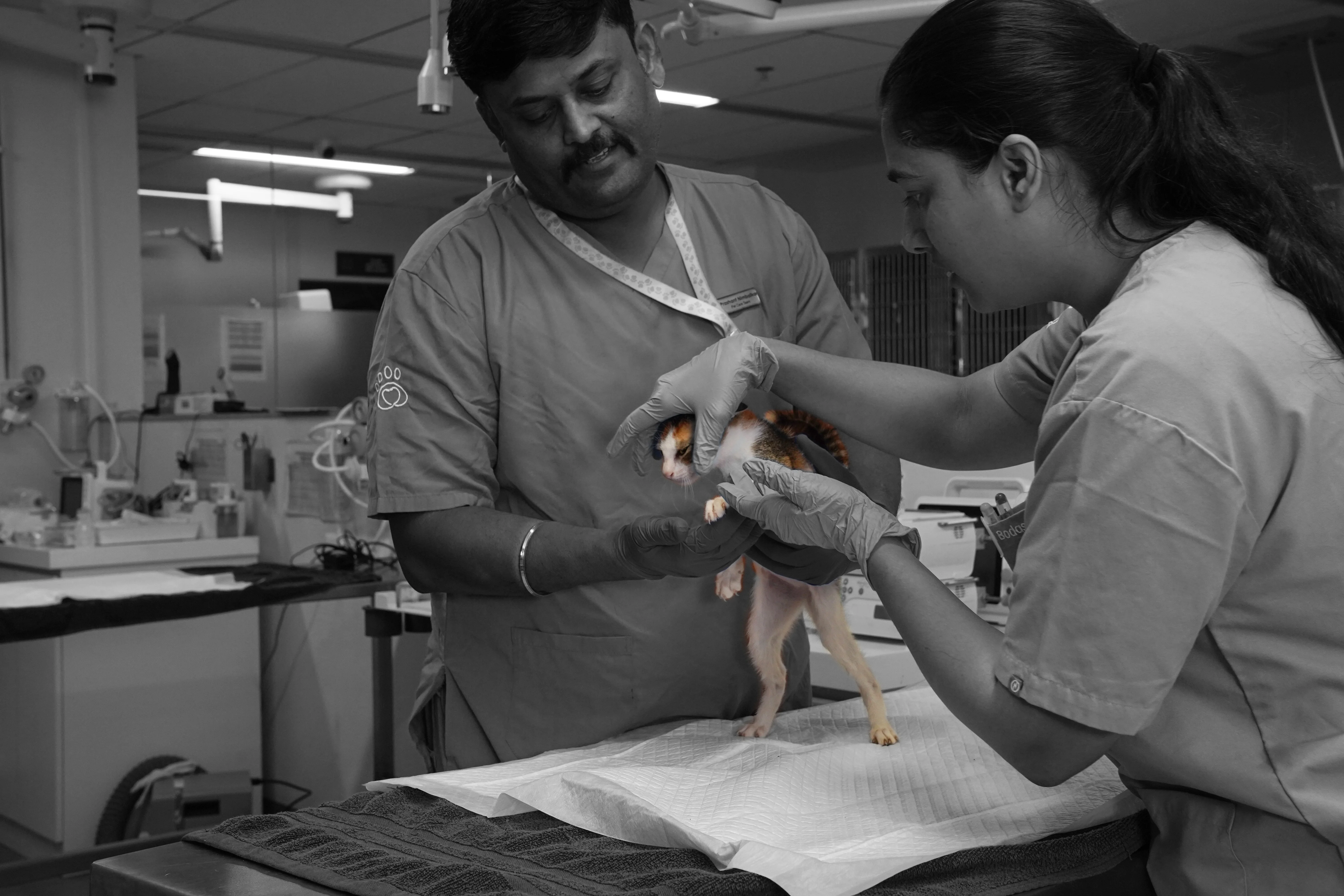 Pre-Monsoon Pet Prep: The Complete Checklist to Protect You