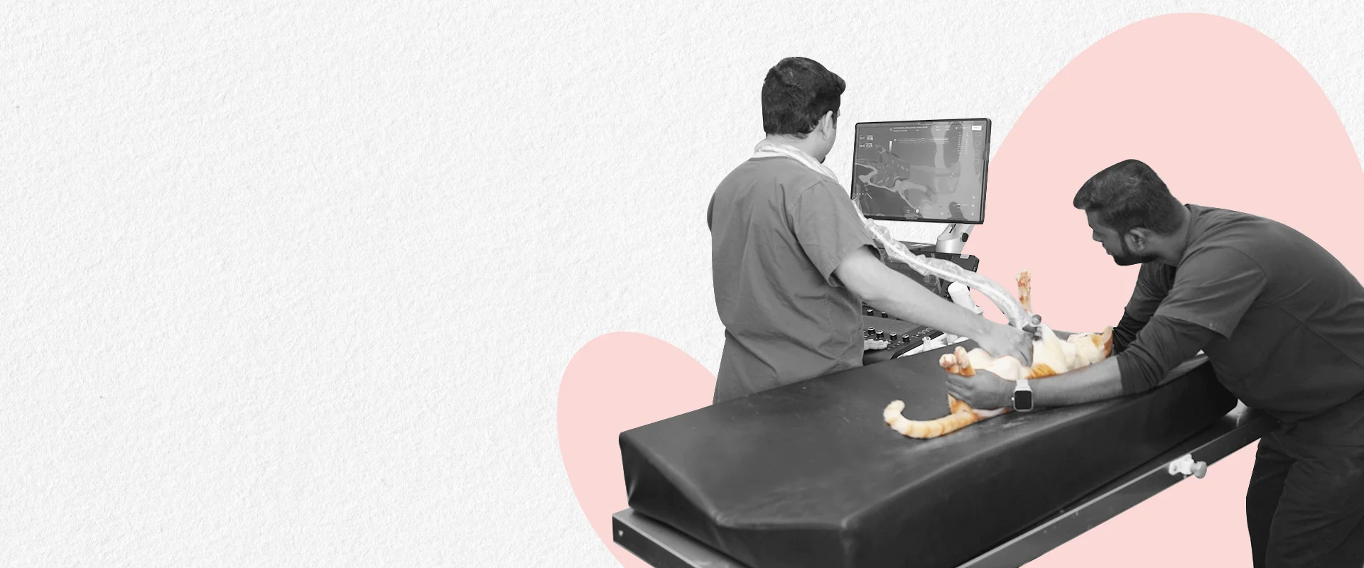 Cardiology
