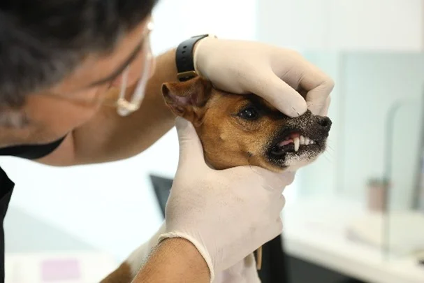 Dental Care